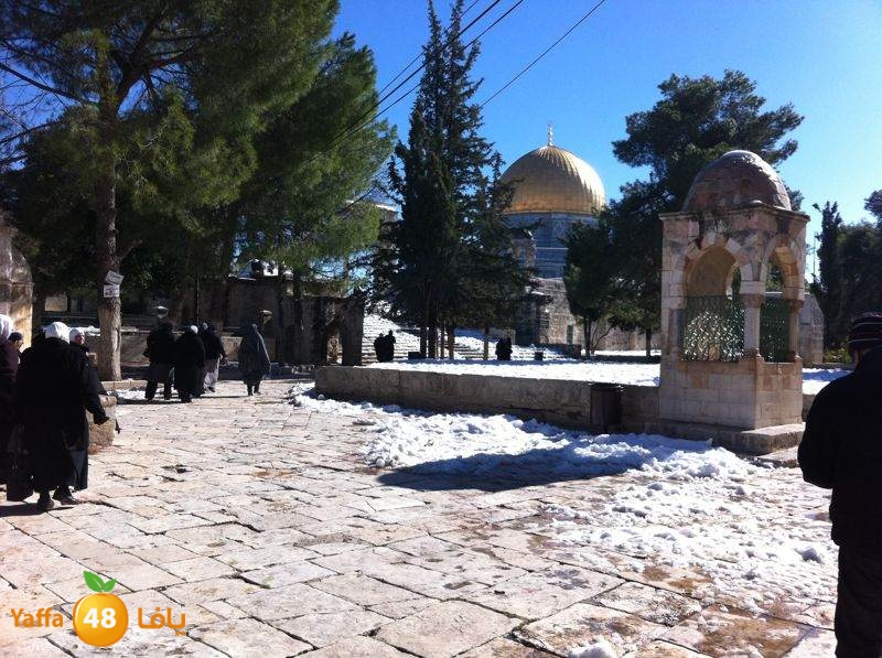 yaffa byareq (18).jpg